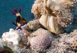 Red Sea Nembrotha -Nembrotha megalocera- taken in Marsa B... by Stephan Kerkhofs 